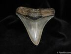 Perfect Inch Megalodon Tooth #78-2